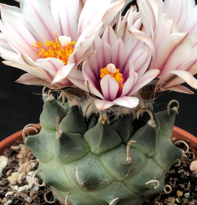 Turbinicarpus panarotoi 10 Pieces Seeds