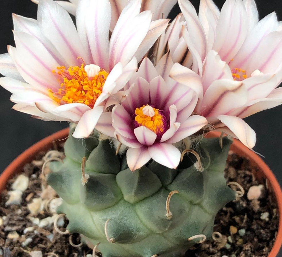 Turbinicarpus panarotoi 10 Pieces Seeds