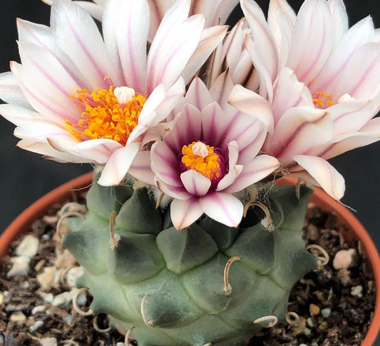 Turbinicarpus panarotoi 10 Pieces Seeds