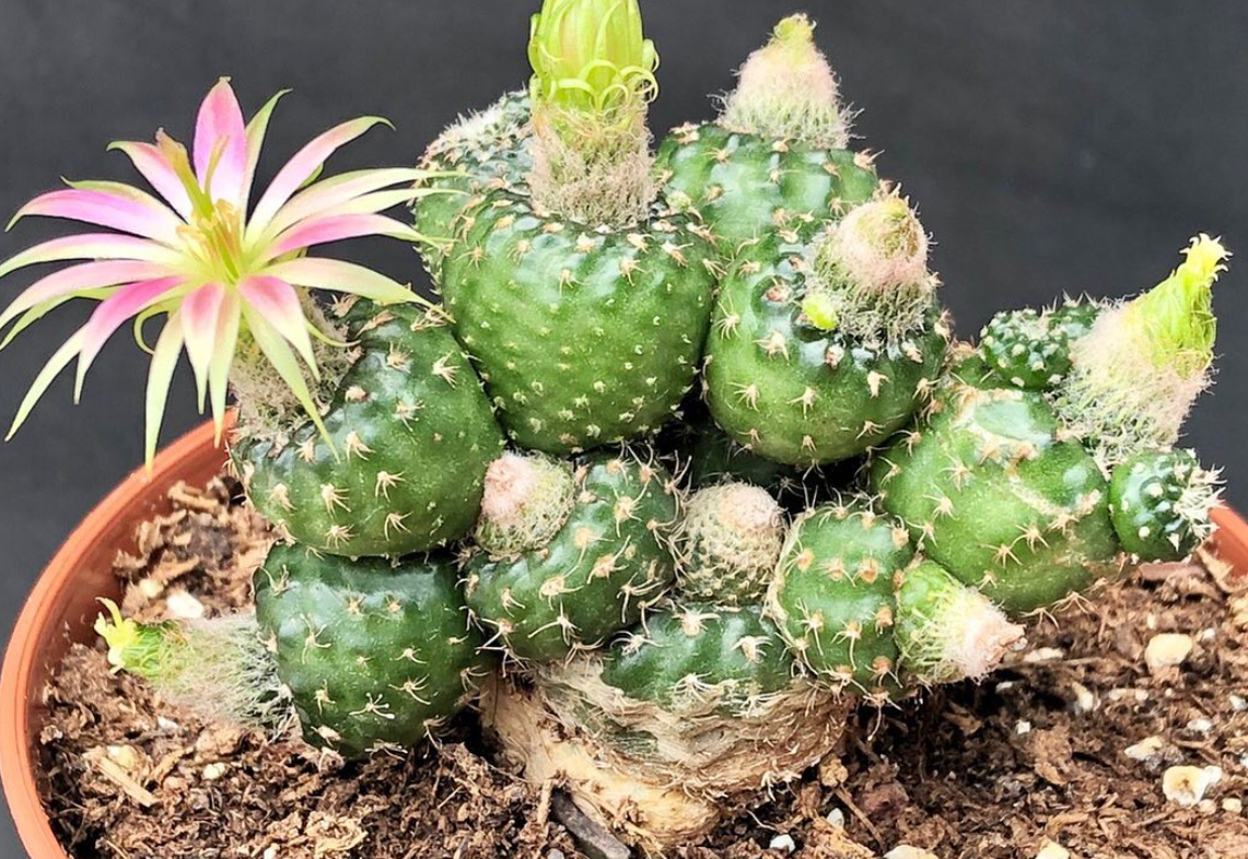 Lobivia cv. Nilo 10 Pieces Seeds