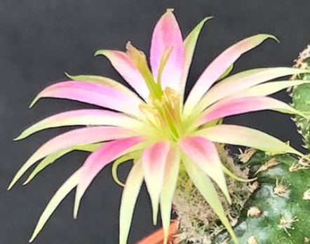 Lobivia cv. Nilo 10 Pieces Seeds