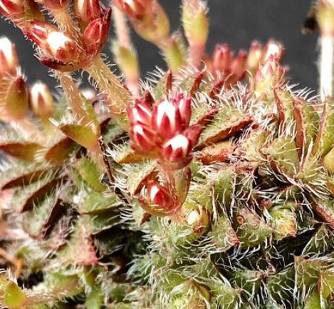 Crassula setulosa ssp. nova 10 Pieces Seeds