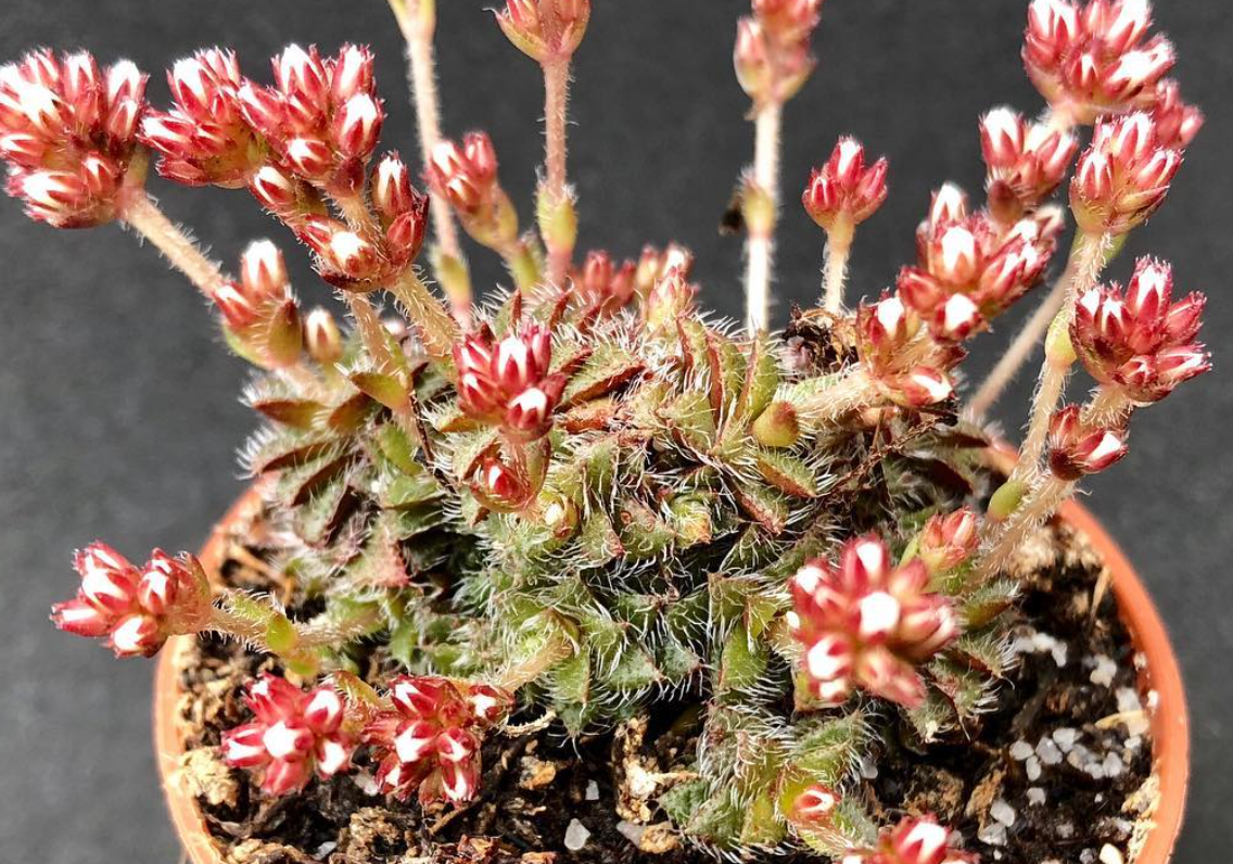Crassula setulosa ssp. nova 10 Pieces Seeds
