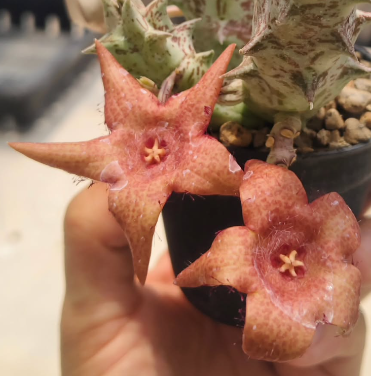 Duvalia sulcata x Whitesloanea crassa Rosa 5 Pieces Seeds