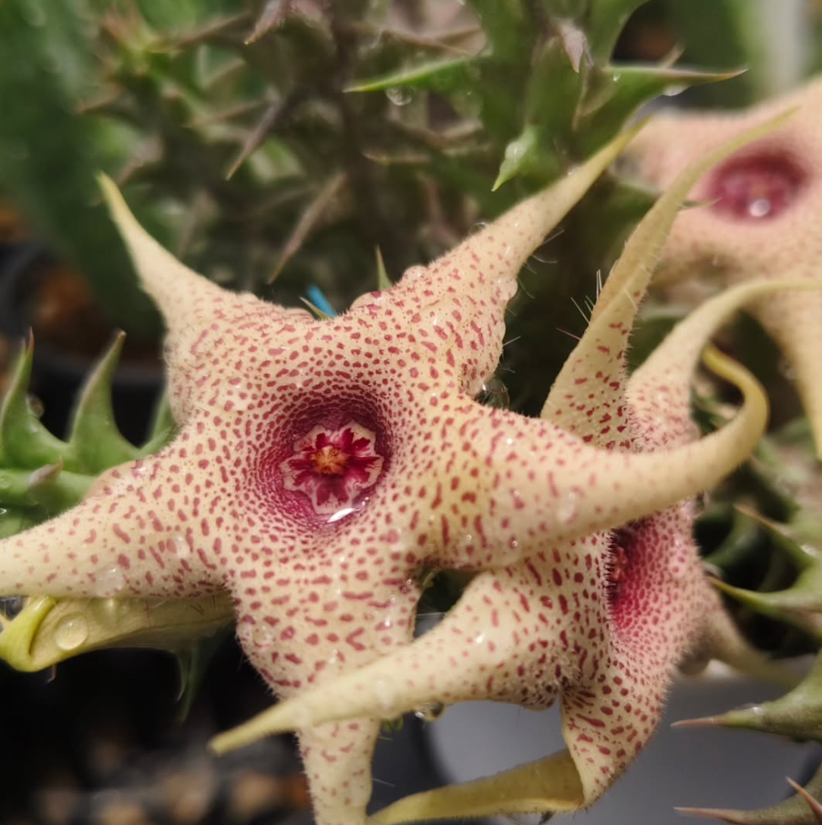 Huerorbea Soft Colour 5 Pieces Seeds