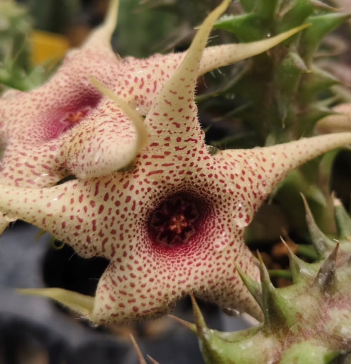 Huerorbea Soft Colour 5 Pieces Seeds