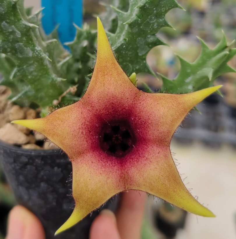 Huerorbea 'Hyper' 5 Pieces Seeds