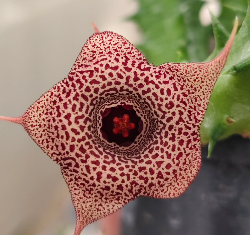 Huernia Darika 5 Pieces Seeds