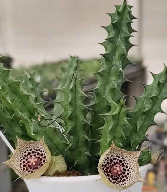 Huernia calostica 5 Pieces Seeds