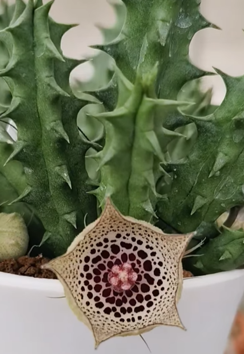 Huernia calostica 5 Pieces Seeds