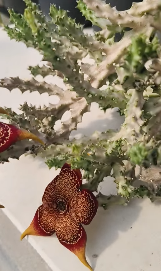 Monolluma socotrana x Edithcolea grandis 'Hua Hin' 7 Pieces Seeds
