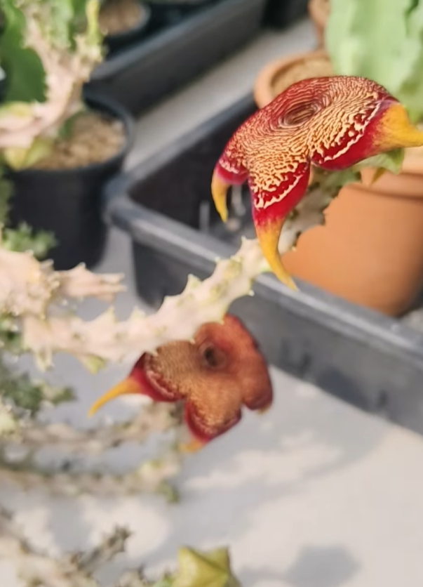 Monolluma socotrana x Edithcolea grandis 'Hua Hin' 7 Pieces Seeds