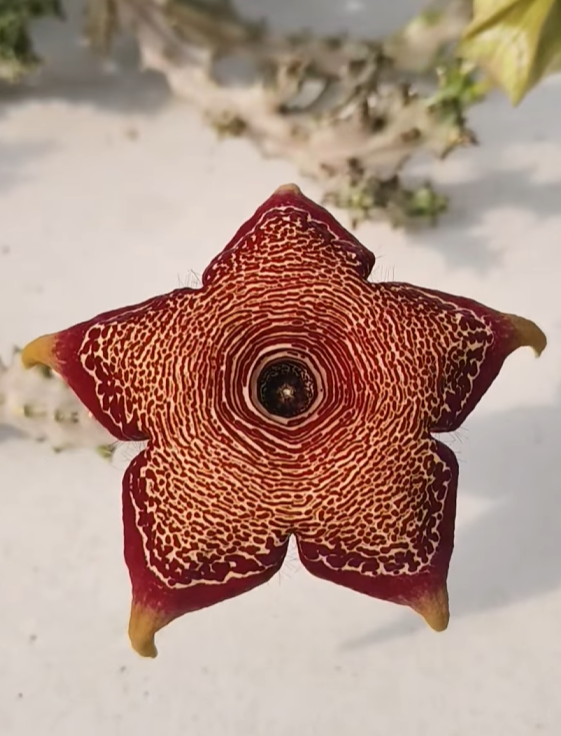 Monolluma socotrana x Edithcolea grandis 'Hua Hin' 7 Pieces Seeds