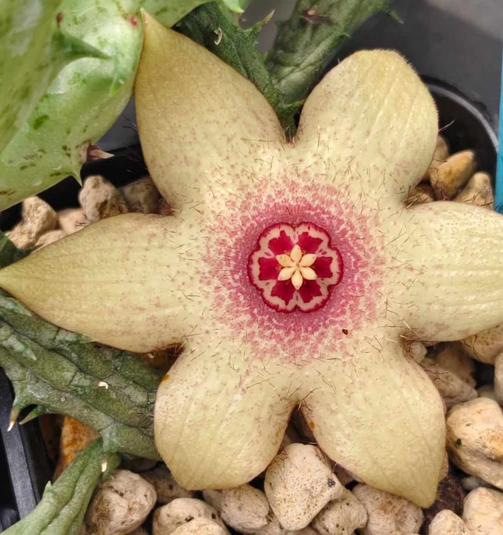 Huervalia 'Blushing' 5 Pieces Seeds
