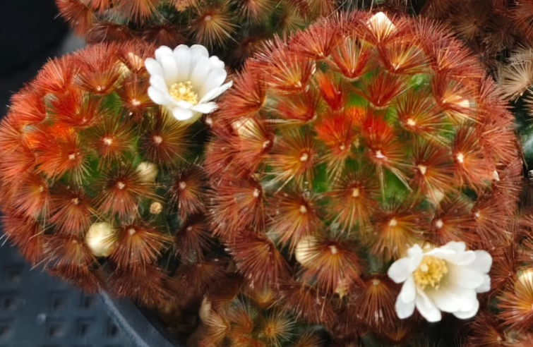 Mammillaria caminae 15 Pieces Seeds