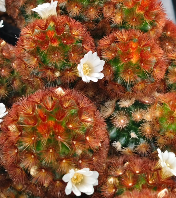 Mammillaria caminae 15 Pieces Seeds
