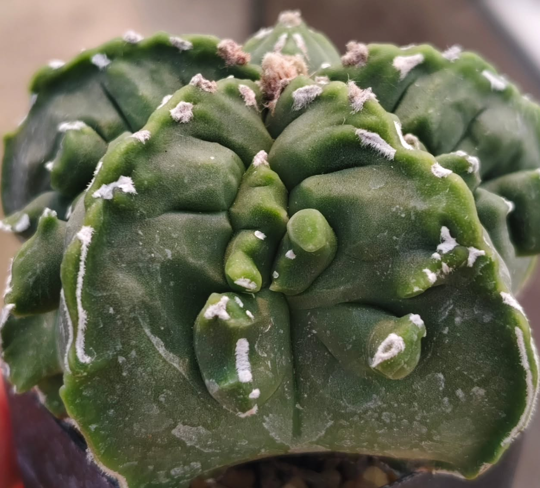 Astrophytum Myrio Fukuryu Kikko 10 Pieces Seeds