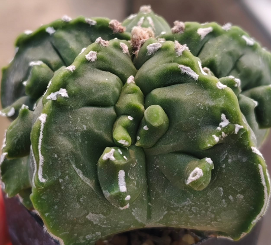 Astrophytum Myrio Fukuryu Kikko 10 Pieces Seeds