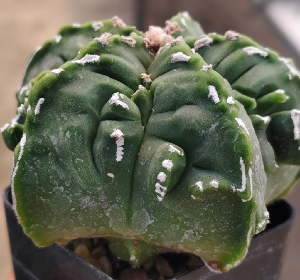 Astrophytum Myrio Fukuryu Kikko 10 Pieces Seeds