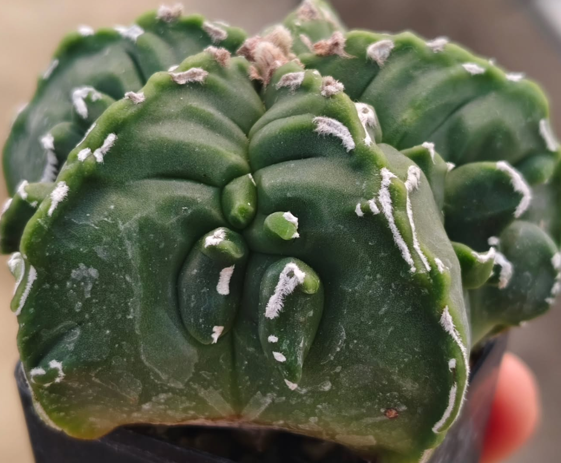 Astrophytum Myrio Fukuryu Kikko 10 Pieces Seeds
