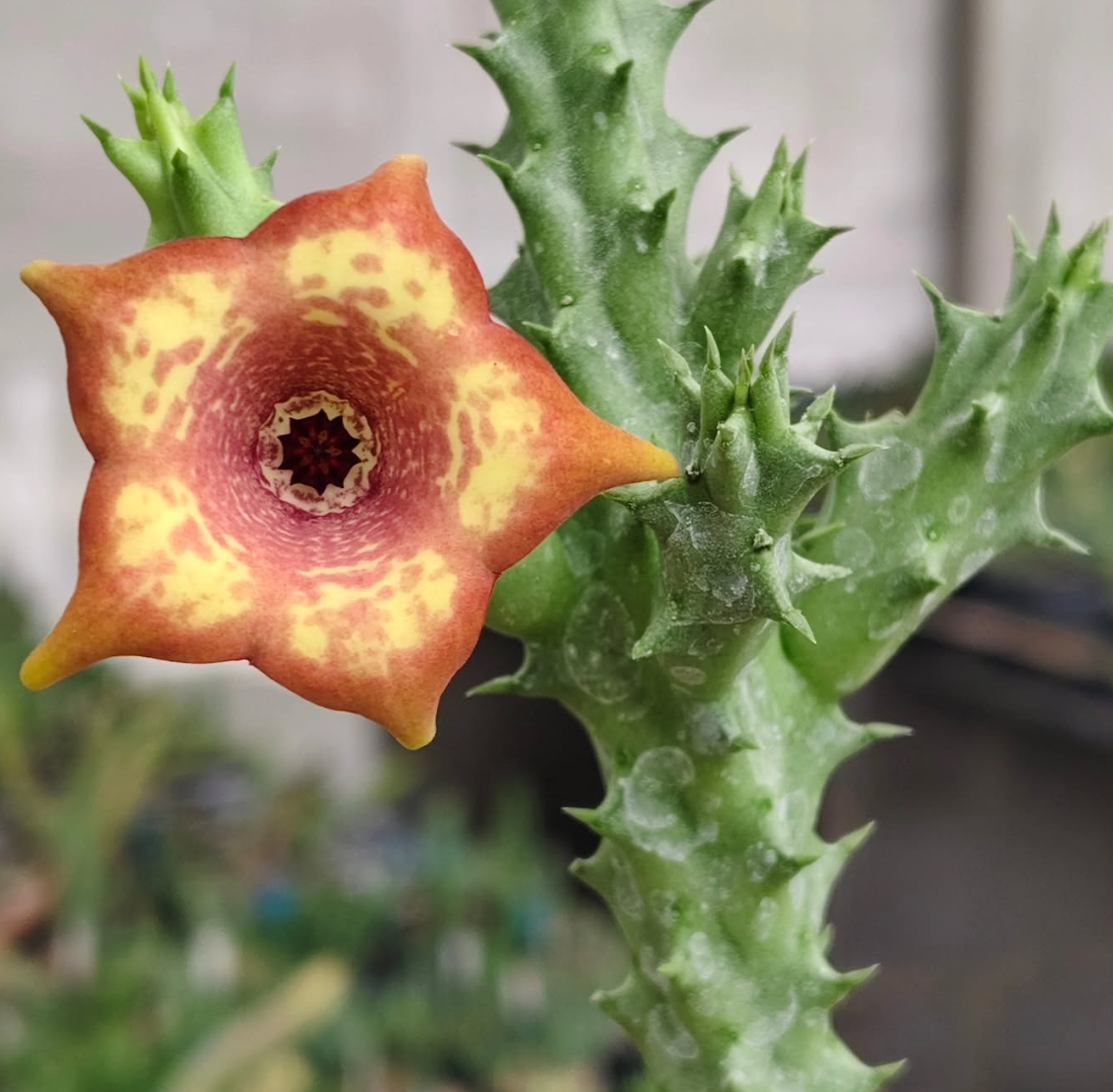 Monolluernia 'Suriya' 5 Pieces Seeds