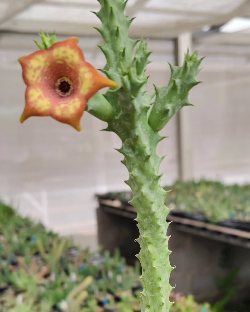 Monolluernia 'Suriya' 5 Pieces Seeds