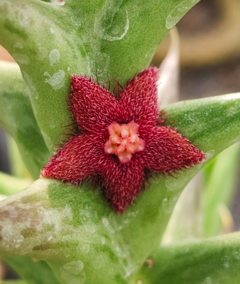 Angolluma lenewtonii 5 Pieces Seeds