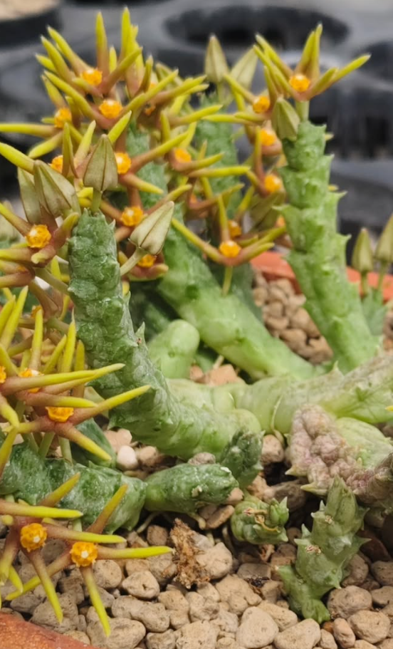 Orbea wissmannii var. eremastrum 6 Pieces Seeds