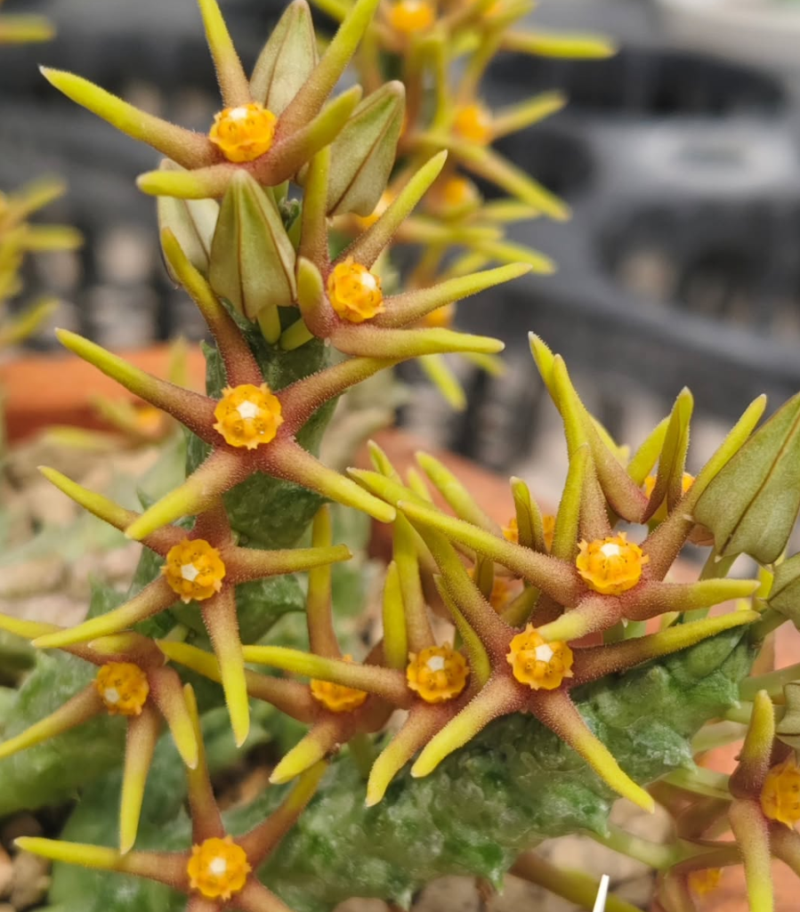 Orbea wissmannii var. eremastrum 6 Pieces Seeds