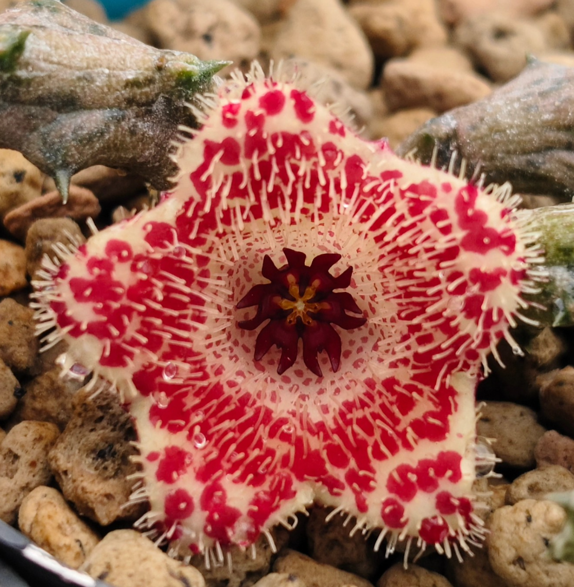 Stapelianthus 'Excellent' 6 Pieces Seeds