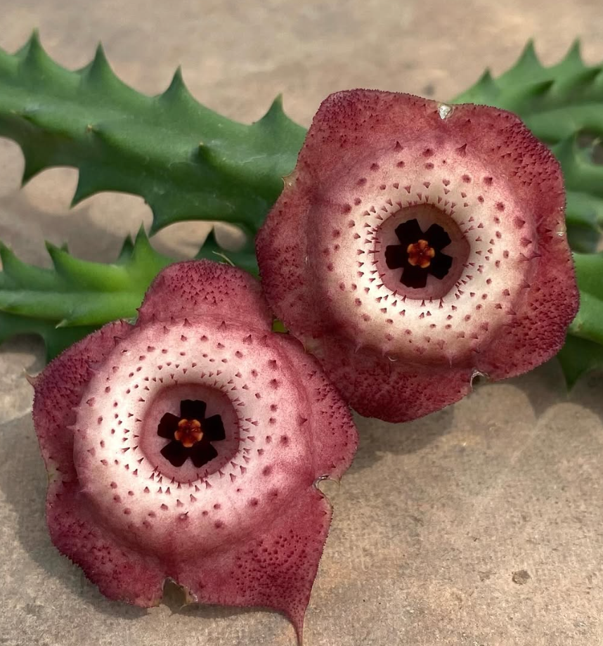 Orbea Smooth Clouds 5 Pieces Seeds