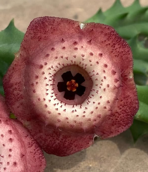 Orbea Smooth Clouds 5 Pieces Seeds