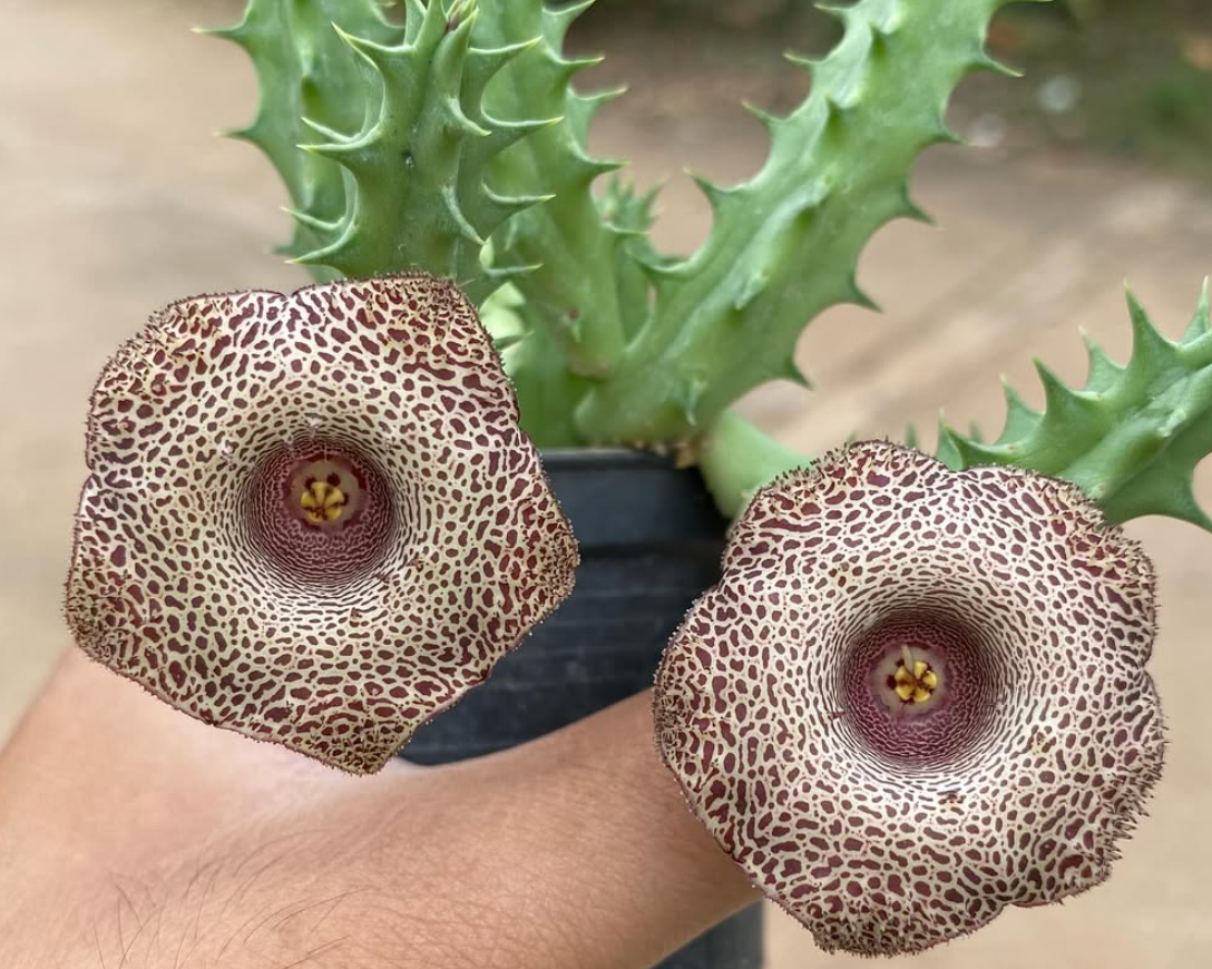 Huernia Drops 5 Pieces Seeds