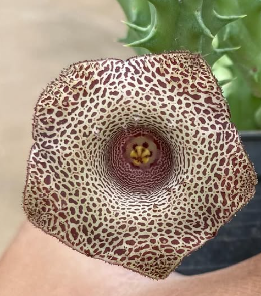 Huernia Drops 5 Pieces Seeds