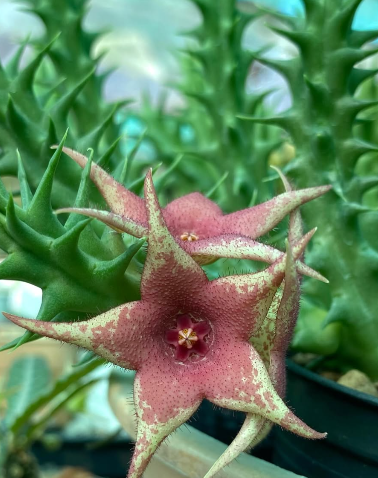 Huerorbea Pink Vanilla 5 Pieces Seeds