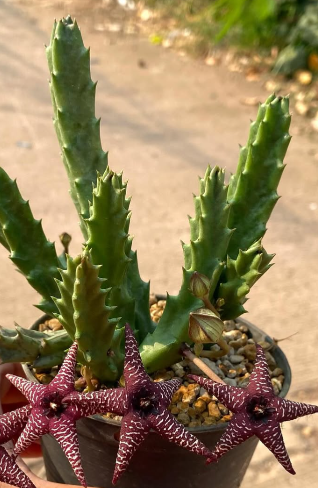 Huernia 'Star Light' 5 Pieces Seeds