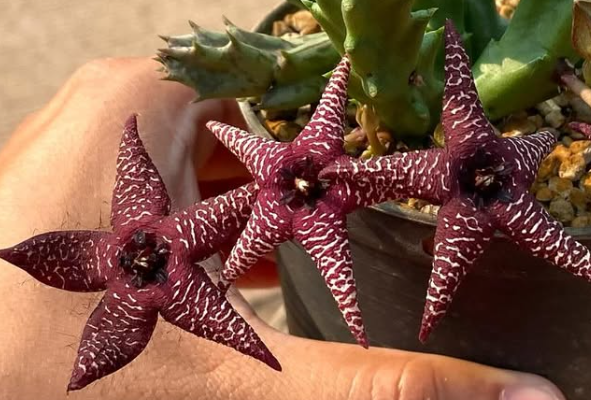Huernia 'Star Light' 5 Pieces Seeds