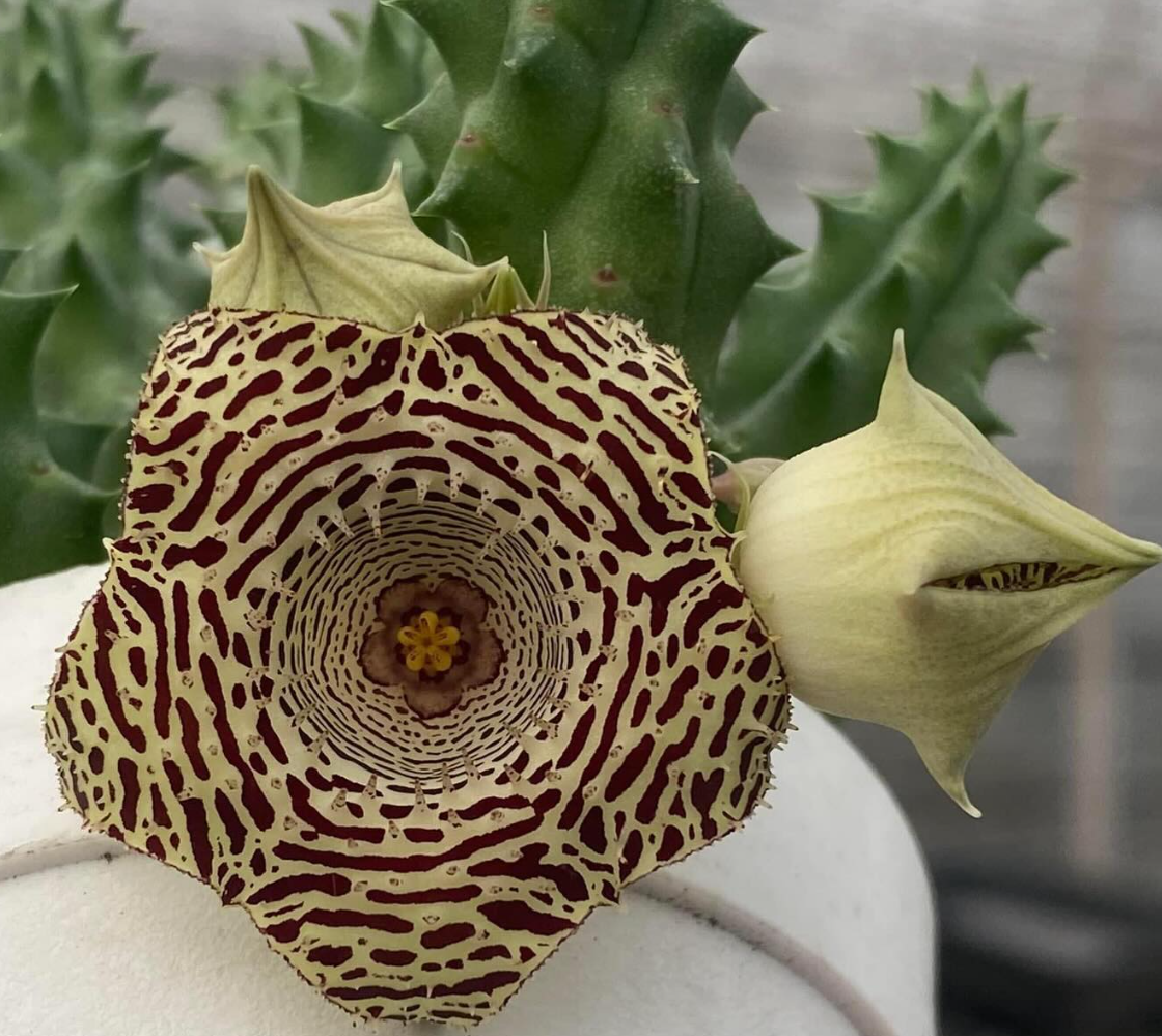 Huernia ‘Byakko’ 5 Pieces Seeds