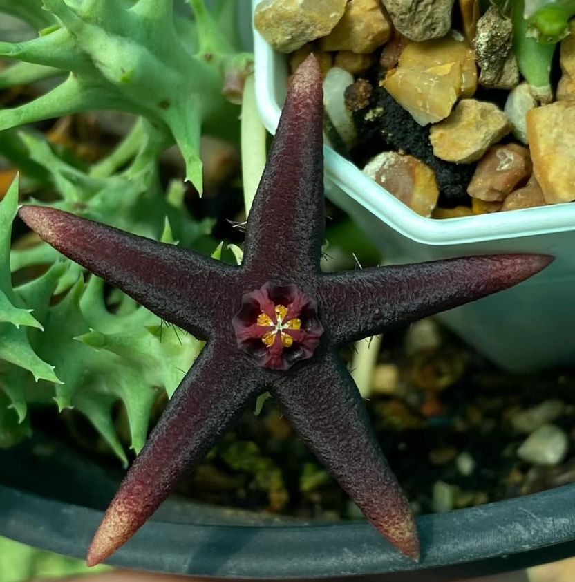 Orbea maculata 5 Pieces Seeds