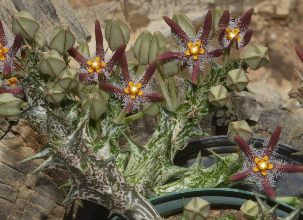 Angolluma Chrysostephana Yemen 5 Pieces Seeds