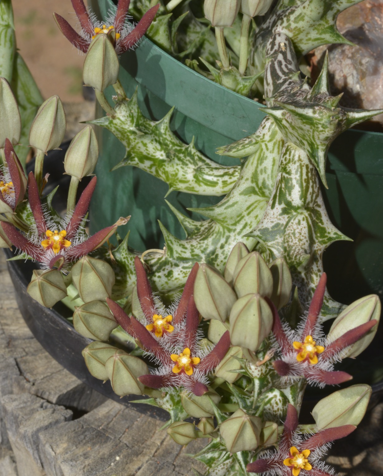 Angolluma Chrysostephana Yemen 5 Pieces Seeds