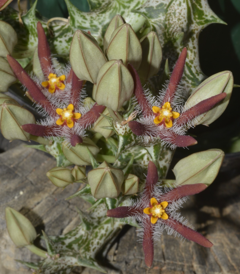 Angolluma Chrysostephana Yemen 5 Pieces Seeds