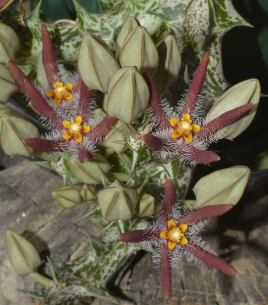 Angolluma Chrysostephana Yemen 5 Pieces Seeds