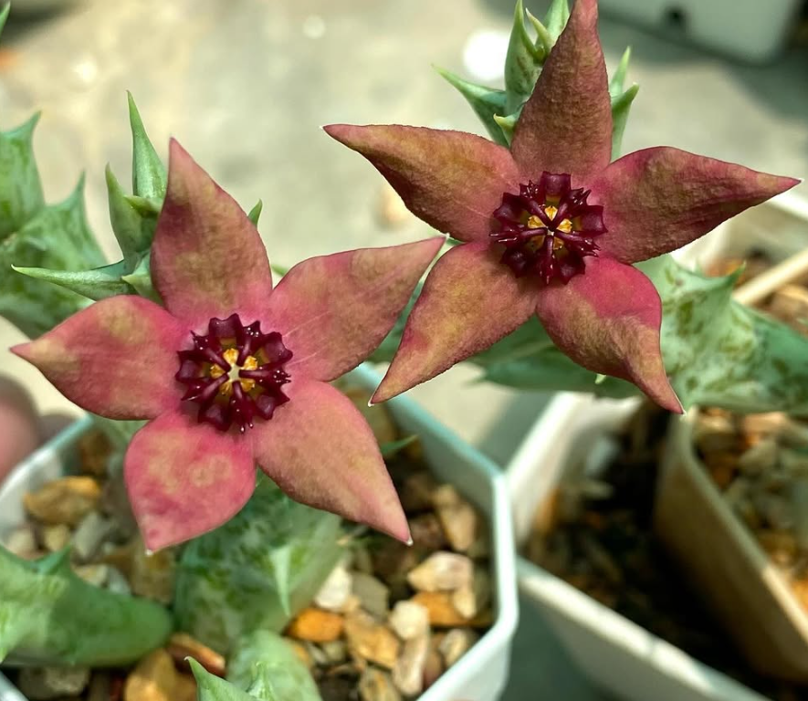 Orbea araysiana 5 Pieces Seeds