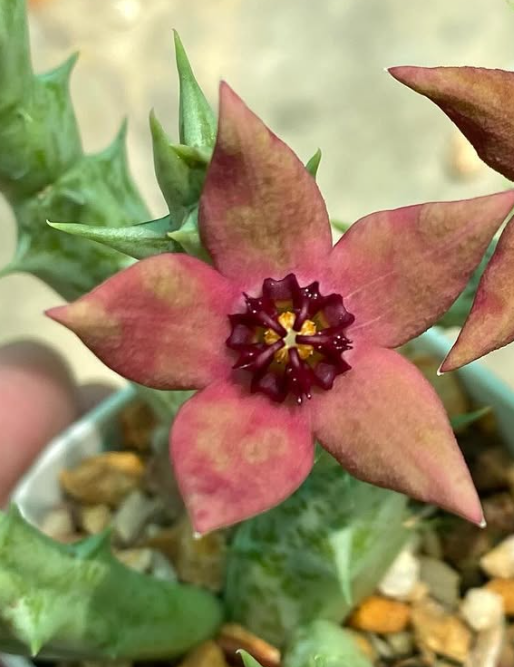 Orbea araysiana 5 Pieces Seeds