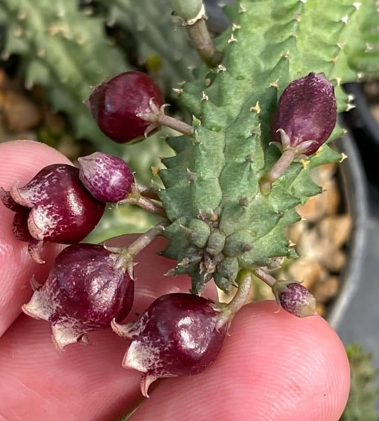 Echidnopsis ‘Cool' 5 Pieces Seeds