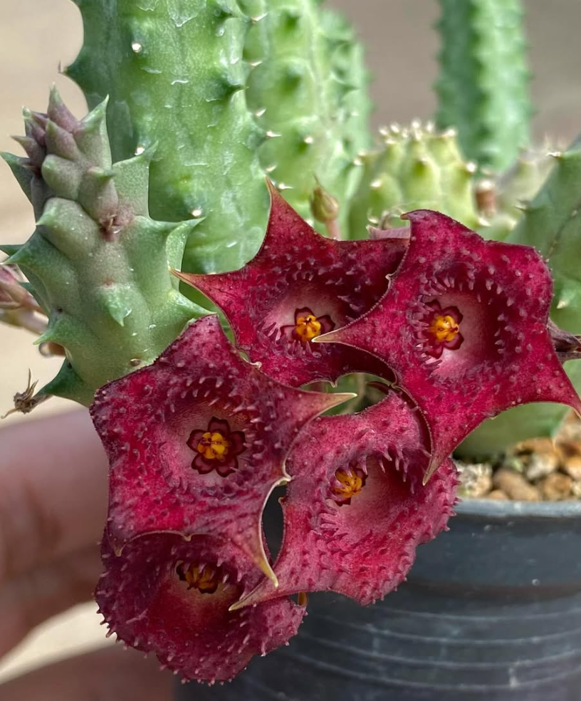 Huernia ‘Sakura’ 5 Pieces Seeds