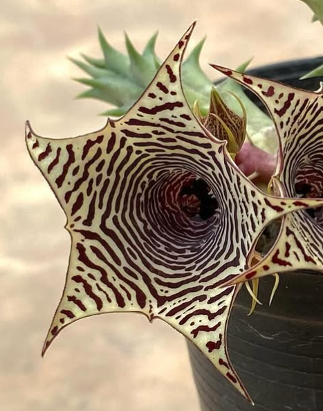 Huernia ‘Zebroid’ 5 Pieces Seeds
