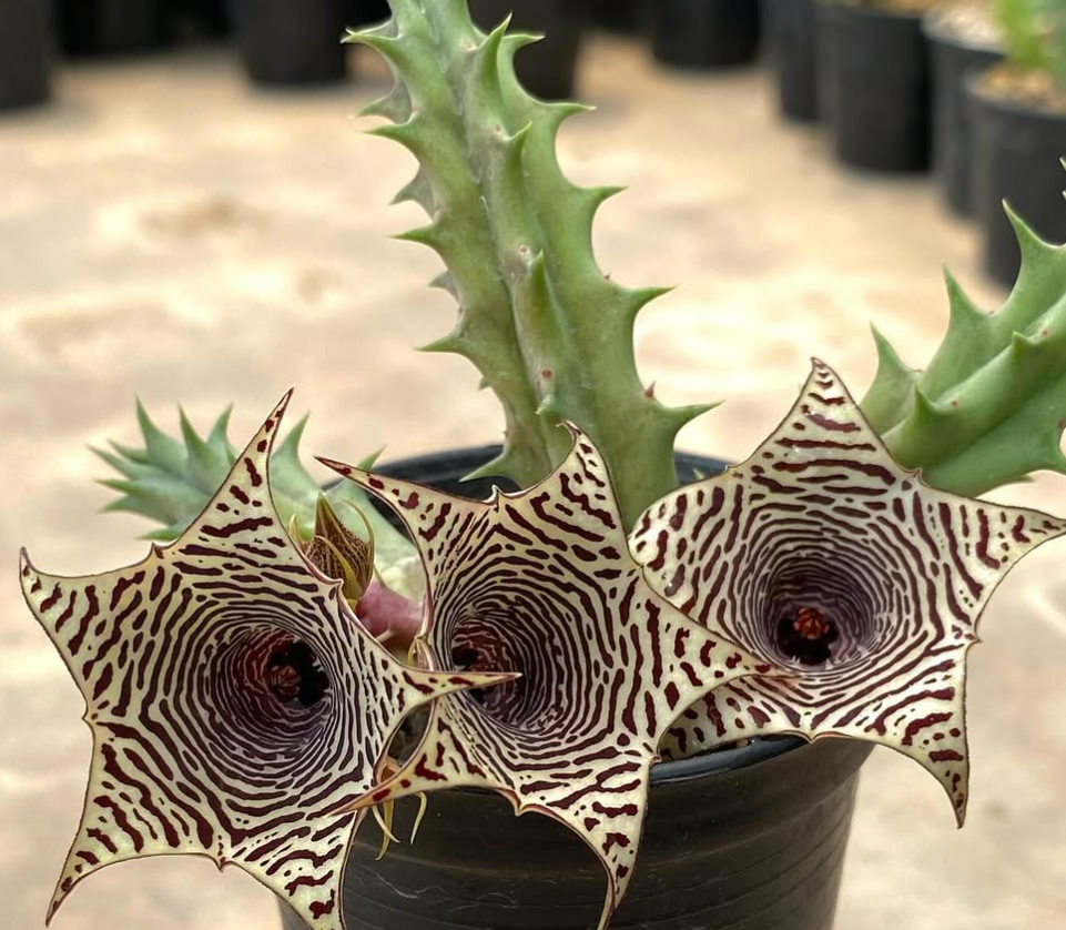 Huernia ‘Zebroid’ 5 Pieces Seeds