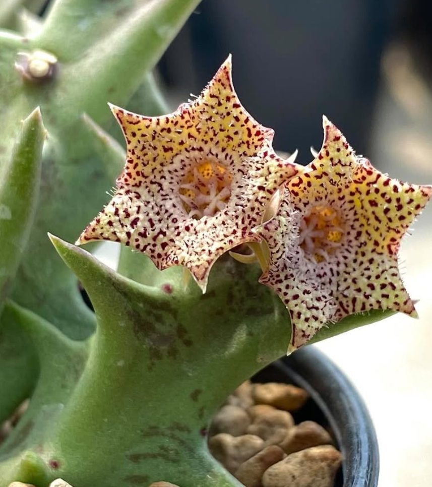 Orbea carnosa ssp. carnosa 5 Pieces Seeds